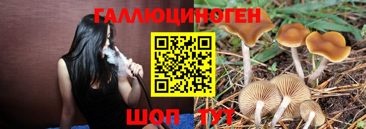 дарнет шоп  Псилоцибиновые грибы Psilocybine cubensis  Вход с VPN  Ессентуки 